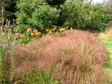 Anemanthele lessoniana | Stipa arundinacea | Feather & Hair Grass | 100_Seeds