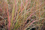 Anemanthele lessoniana | Stipa arundinacea | Feather & Hair Grass | 100_Seeds