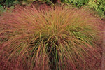 Anemanthele lessoniana | Stipa arundinacea | Feather & Hair Grass | 100_Seeds