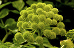 Angelica archangelica | Holy Ghost | Norwegian & Garden-Angelica | 100_Seeds