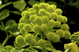 Angelica archangelica | Holy Ghost | Norwegian & Garden-Angelica | 100_Seeds