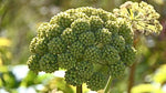 Angelica archangelica | Holy Ghost | Norwegian & Garden-Angelica | 100_Seeds