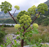 Angelica archangelica | Holy Ghost | Norwegian & Garden-Angelica | 100_Seeds