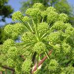 Angelica archangelica | Holy Ghost | Norwegian & Garden-Angelica | 100_Seeds