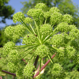 Angelica archangelica | Holy Ghost | Norwegian & Garden-Angelica | 100_Seeds