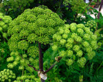 Angelica archangelica | Holy Ghost | Norwegian & Garden-Angelica | 100_Seeds