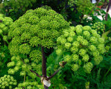Angelica archangelica | Holy Ghost | Norwegian & Garden-Angelica | 100_Seeds