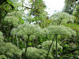 Angelica taiwaniana | sylvestris | Vicars Mead | 10_Seeds