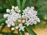 Asclepias angustifolia | Arizona Milkweed | 10_Seeds
