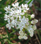 Asclepias angustifolia | Arizona Milkweed | 10_Seeds