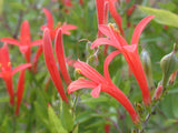 Anisacanthus quadrifidus | Hummingbird | Flame Acanthus | 10_Seeds