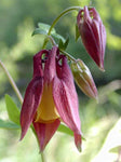 Aquilegia oxysepala | Oriental Columbine | 100_Seeds