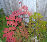 Aralia spinosa | Hercules Club | Devils Walking Stick | 10_Seeds