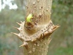 Aralia spinosa | Hercules Club | Devils Walking Stick | 10_Seeds