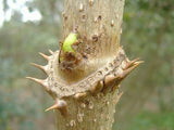 Aralia spinosa | Hercules Club | Devils Walking Stick | 10_Seeds