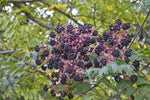Aralia spinosa | Hercules Club | Devils Walking Stick | 10_Seeds