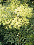 Aralia spinosa | Hercules Club | Devils Walking Stick | 10_Seeds