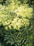 Aralia spinosa | Hercules Club | Devils Walking Stick | 10_Seeds