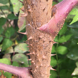 Aralia spinosa | Hercules Club | Devils Walking Stick | 10_Seeds