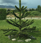 Araucaria araucana | Monkey Puzzle Tree | Pewen | Chilean Pine | 3_Seeds