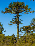 Araucaria araucana | Monkey Puzzle Tree | Pewen | Chilean Pine | 3_Seeds