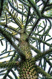 Araucaria araucana | Monkey Puzzle Tree | Pewen | Chilean Pine | 3_Seeds