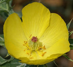 Argemone mexicana | Mexican Prickly Poppy | Cardosan | 20_Seeds