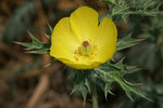 Argemone mexicana | Mexican Prickly Poppy | Cardosan | 20_Seeds