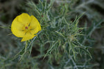 Argemone mexicana | Mexican Prickly Poppy | Cardosan | 20_Seeds