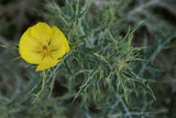 Argemone mexicana | Mexican Prickly Poppy | Cardosan | 20_Seeds