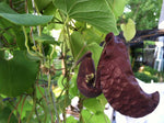 Aristolochia galeata | 20_Seeds