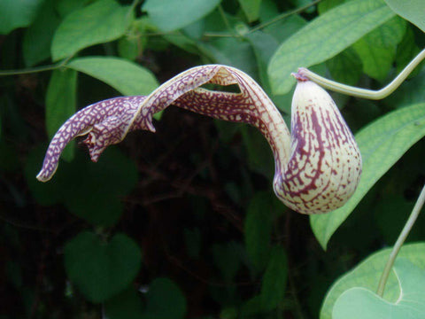 Aristolochia paulistana | 5_Seeds