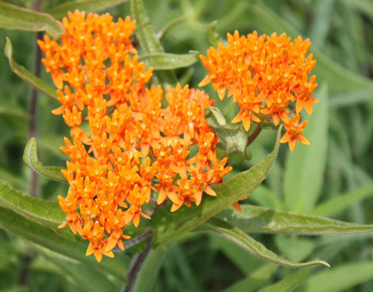 Asclepias tuberosa | Butterfly MilkWeed | Pleurisy Root | 50_Seeds ...