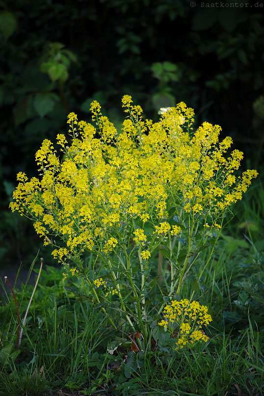 compo bio insekten frei neem 75 ml COMPO Bio Insekten-frei Neem 75 ml – Heinrichs Agrar main image 0