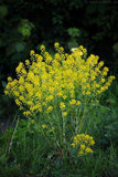Barbarea vulgaris Winter Cream | St. Barbaras Herb | Wintercress | 100_Seeds