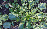 Barbarea vulgaris Winter Cream | St. Barbaras Herb | Wintercress | 100_Seeds