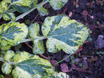 Barbarea vulgaris Winter Cream | St. Barbaras Herb | Wintercress | 100_Seeds