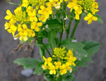 Barbarea vulgaris Winter Cream | St. Barbaras Herb | Wintercress | 100_Seeds
