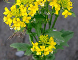Barbarea vulgaris Winter Cream | St. Barbaras Herb | Wintercress | 100_Seeds