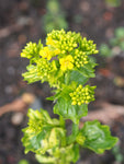 Barbarea vulgaris Winter Cream | St. Barbaras Herb | Wintercress | 100_Seeds