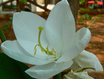 Bauhinia acuminata | Dwarf | White & Snowy Orchid Tree | 5_Seeds