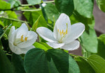 Bauhinia acuminata | Dwarf | White & Snowy Orchid Tree | 5_Seeds