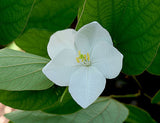 Bauhinia acuminata | Dwarf | White & Snowy Orchid Tree | 5_Seeds