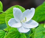 Bauhinia acuminata | Dwarf | White & Snowy Orchid Tree | 5_Seeds