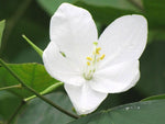 Bauhinia acuminata | Dwarf | White & Snowy Orchid Tree | 5_Seeds