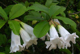 Beaumontia grandiflora | Heralds Trumpet | Easter Lily Vine | 20_Seeds