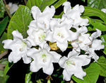 Beaumontia grandiflora | Heralds Trumpet | Easter Lily Vine | 20_Seeds