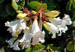 Beaumontia grandiflora | Heralds Trumpet | Easter Lily Vine | 20_Seeds