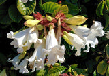 Beaumontia grandiflora | Heralds Trumpet | Easter Lily Vine | 20_Seeds
