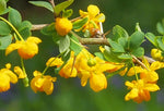 Berberis insignis | Barberry | 10_Seeds
